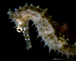 Small Sea Horse in Dumaguete Phillipines - by Robin Bateman 